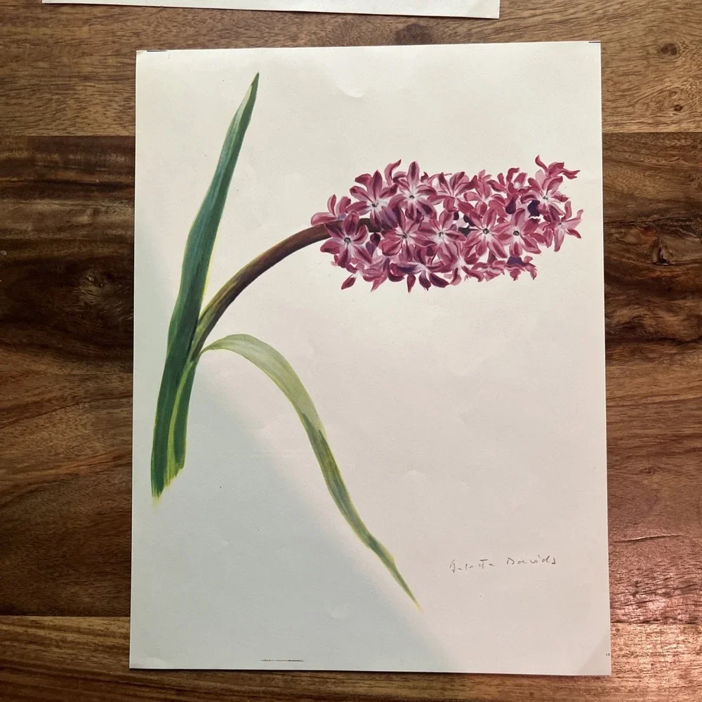 Vintage 1940s Arlette Davids Spring Flowers Mauve Queen Dutch Hyacinth Print #13